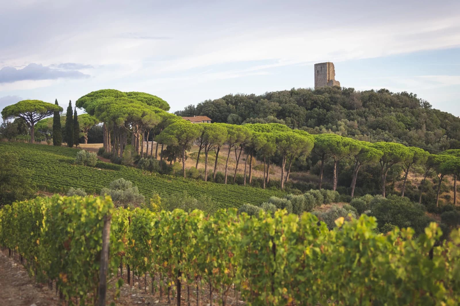 Wine Visit - Tenuta Fratini